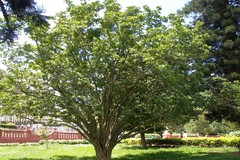 Gardenia latifolia
